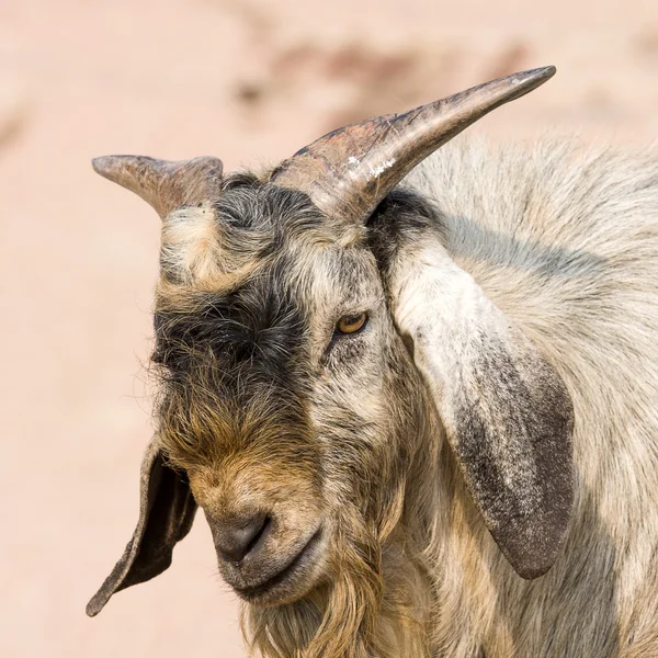 Goat portrait — Stock Photo, Image