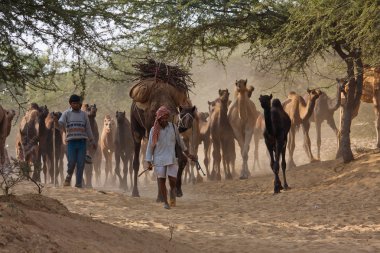 Pushkar Camel Mela ( Pushkar Camel Fuarı )