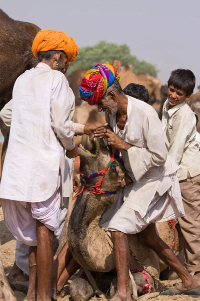 Pushkar Camel Mela (kameel beurs van Pushkar ) — Stockfoto