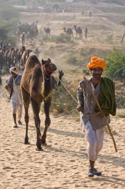 Pushkar Camel Mela ( Pushkar Camel Fuarı )