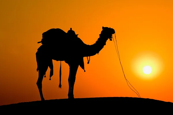 Camelo silhueta ao pôr-do-sol nas dunas do deserto de Thar. Jaisalmer, Índia. — Fotografia de Stock