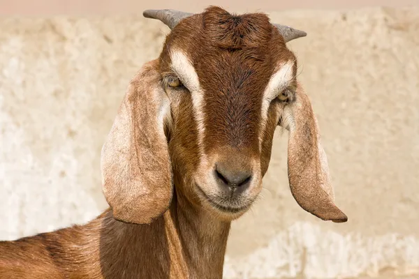 Goat portrait — Stock Photo, Image