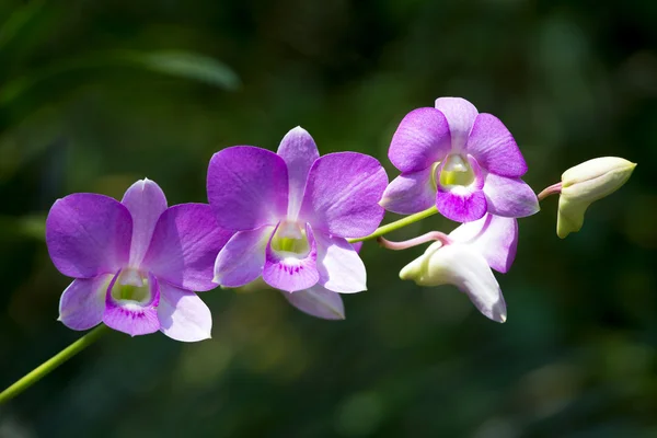 Крупный план красивый цветок орхидеи — стоковое фото