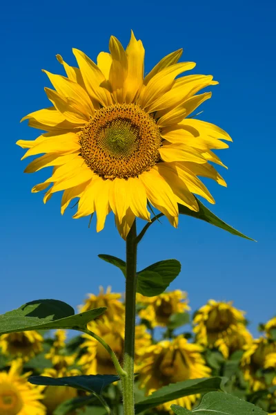 Campo di girasole sopra cielo blu — Foto Stock