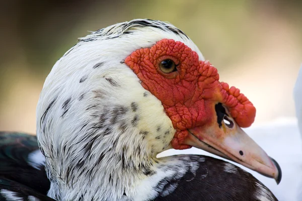 Pato Moscovo Doméstico, Cairina moschata — Fotografia de Stock