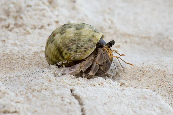 Hermit crab in the shell of a snail — Stock Photo, Image
