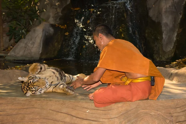 Moine bouddhiste avec un tigre du Bengale — Photo