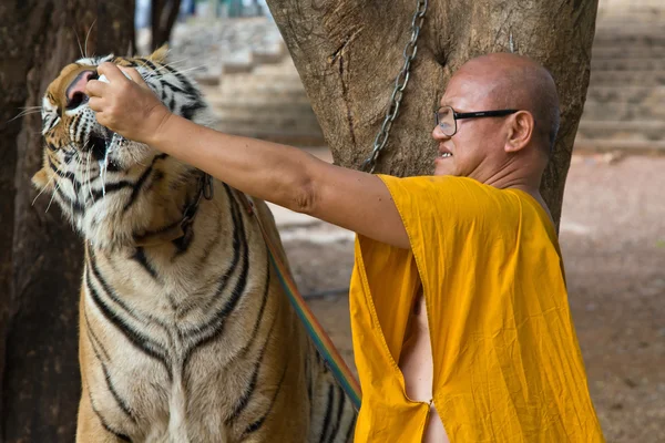 Monje budista con un tigre de bengala — Foto de Stock