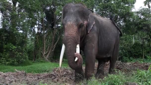 Elefante asiatico — Video Stock