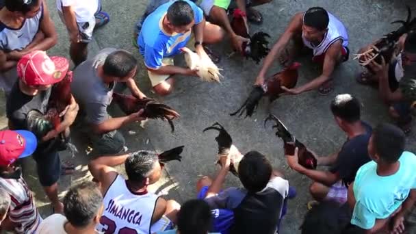 Peleas de gallos — Vídeos de Stock