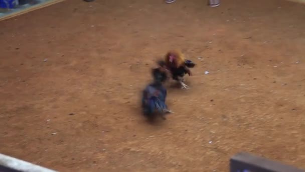 Horoz dövüşleri — Stok video