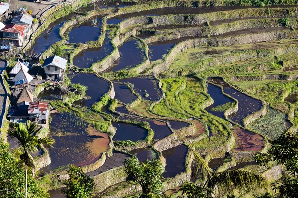 Rice Terraces, Philippine.