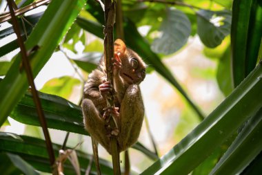 filipin tarsier