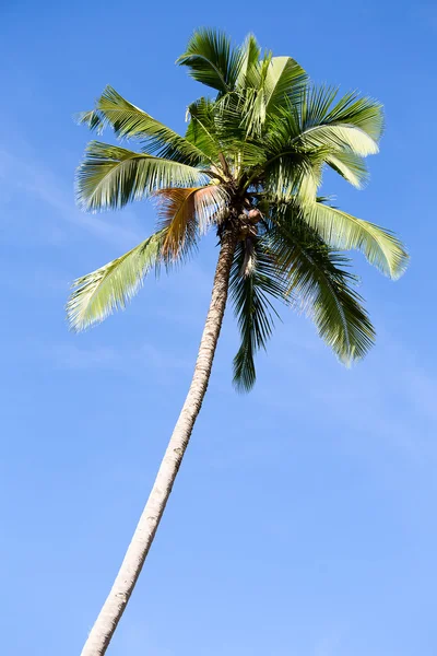 Kokosnoot palmboom in Filippijnen — Stockfoto