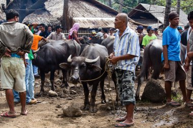 Buffalo ve diğer hayvanlar Market, negros Adası, Filipinler