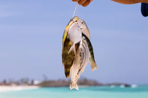 Captura de peixe — Fotografia de Stock