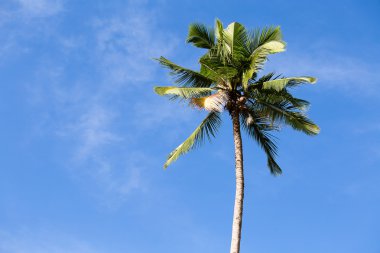 Filipinler 'de hindistan cevizi palmiyesi