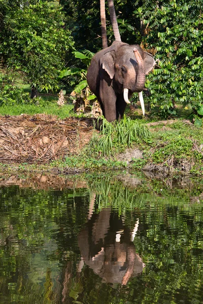 Elefante asiático — Fotografia de Stock