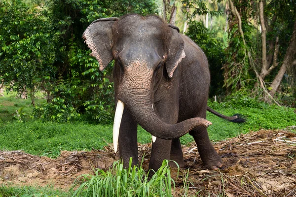 Elefante asiático — Fotografia de Stock