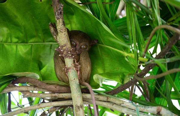 Filippinska tarsier — Stockfoto