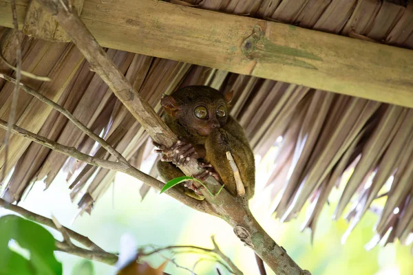 Filippinska tarsier — Stockfoto