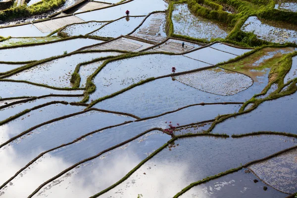 Rijstterrassen, Filippijnse. — Stockfoto