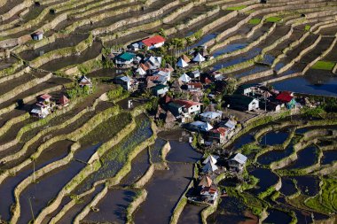 Rice Terraces, Philippine.
