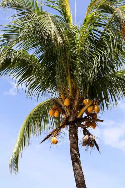 Kokosnüsse auf der Palme auf den Philippinen — Stockfoto