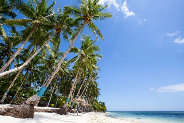 Palmera de coco en la playa —  Fotos de Stock