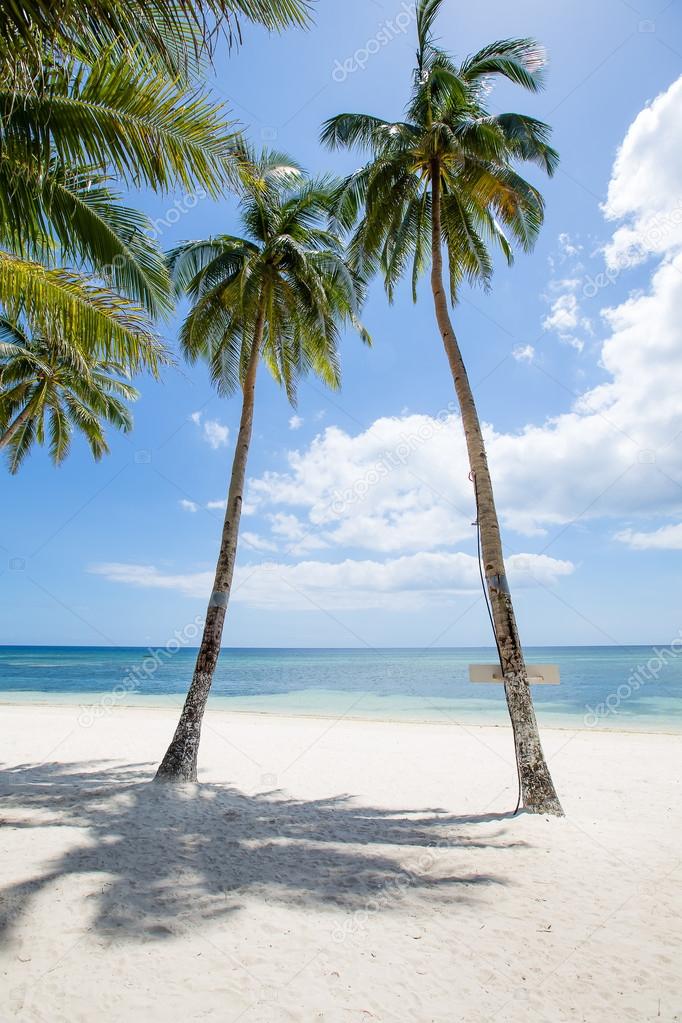 Coconut palm tree on the beach