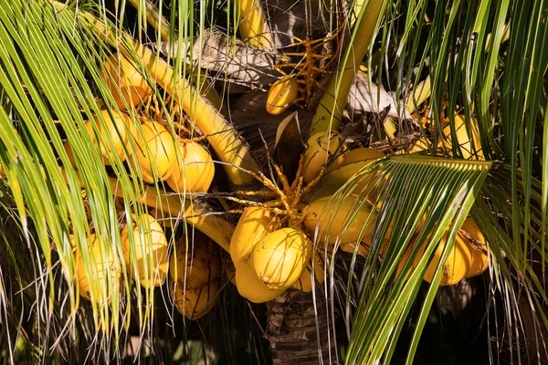 Kokosnoten op de palmboom in Filippijnen — Stockfoto