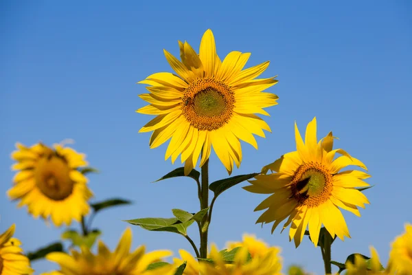 Yellow sunflower field over blue sky in Ukraine — Stock Photo, Image