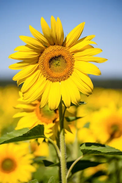 Žlutá slunečnicová pole nad modrou oblohu na Ukrajině — Stock fotografie