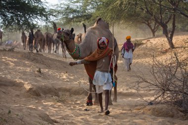 Pushkar Camel Mela ( Pushkar Camel Fuarı )