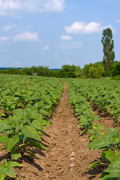 Campo de girassol verde — Fotografia de Stock