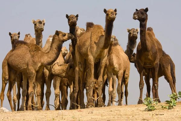 Camel op de eerlijke pushkar. Rajasthan, india — Stockfoto