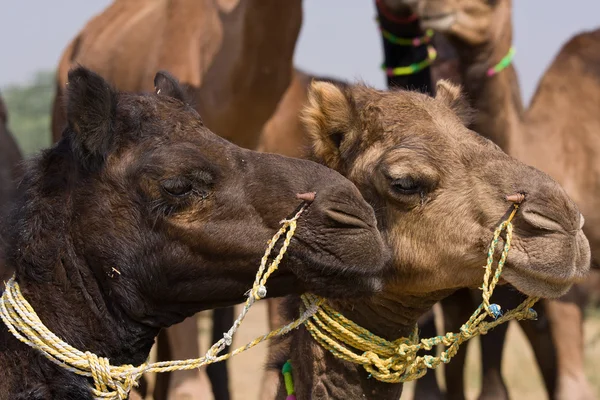 Camel at the Pushkar Fair.  Rajasthan, India — Stock Photo, Image