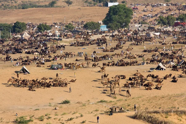 Pushkar Camel Mela (Feria del Camello de Pushkar  ) —  Fotos de Stock