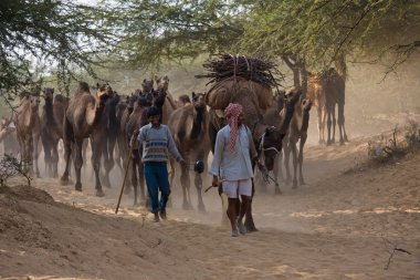 Pushkar Camel Mela ( Pushkar Camel Fuarı )