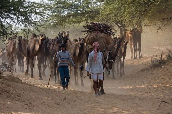 Pushkar camel mela (Kamelmesse) ) — Stockfoto