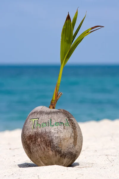 Coconut on the beach in Koh Phangan, Thailand — Stock Photo, Image