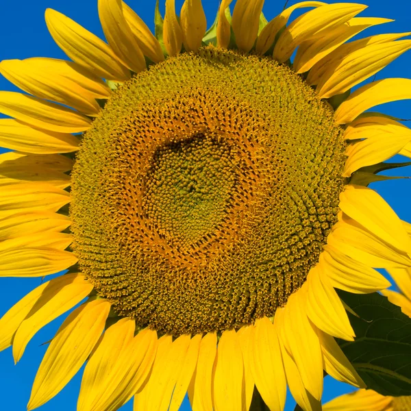 Sunflower field — Stock Photo, Image