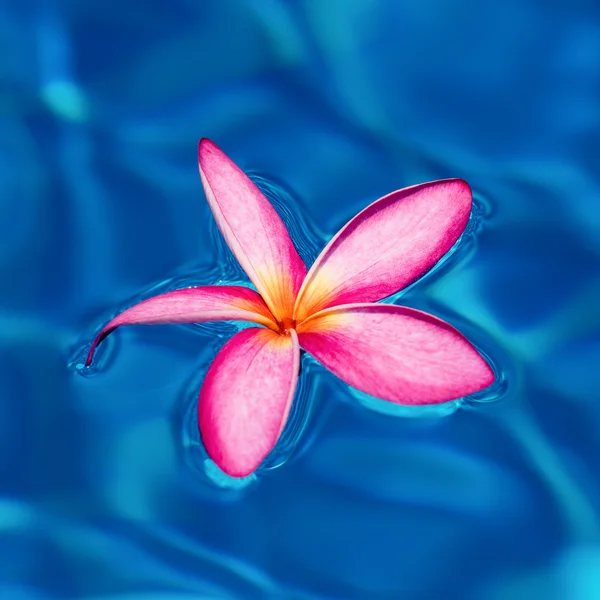 热带粉红色的鸡蛋花漂浮在蓝色游泳池、 泰国 — 图库照片
