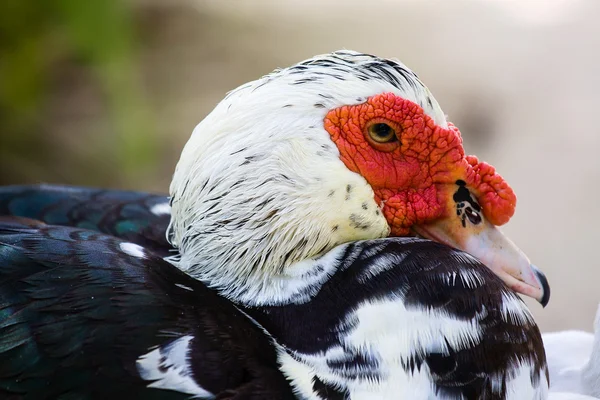 Domestic muscovy duck , Cairina moschata — Stock Photo, Image