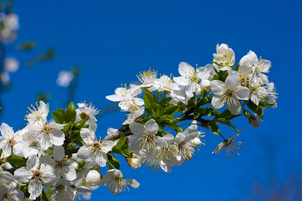 Ramos de uma macieira florescente contra o céu azul — Fotografia de Stock