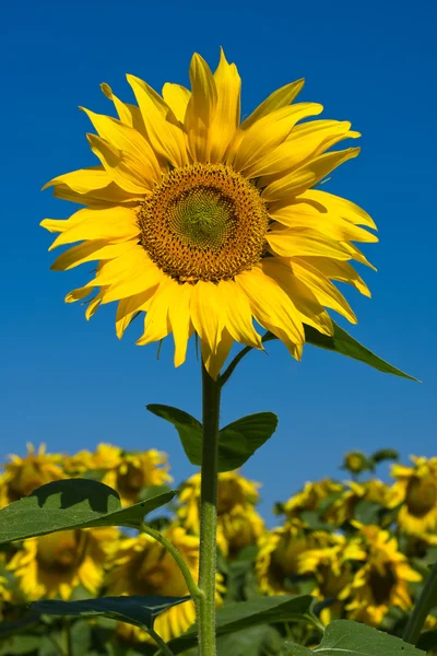 Sunflower field over blue sky — Stock Photo, Image