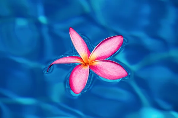 Tropische roze frangipani drijvend in blauwe zwembad, thailand — Stockfoto