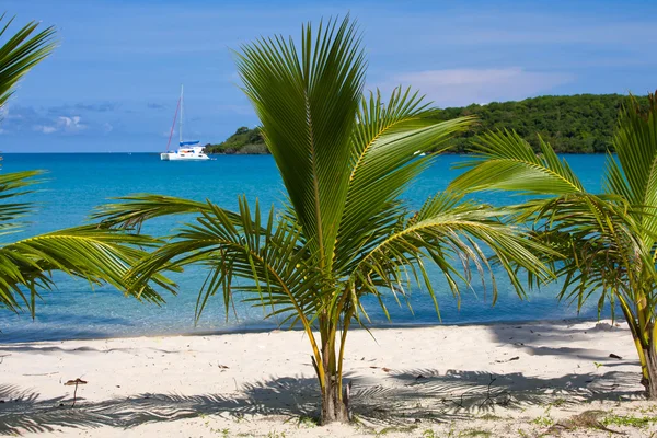 Hermosa palmera sobre la playa de arena blanca. Verano naturaleza vista . — Foto de Stock