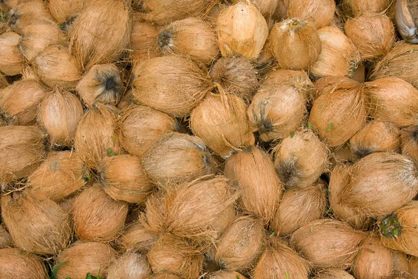 Coconut — Stock Photo, Image