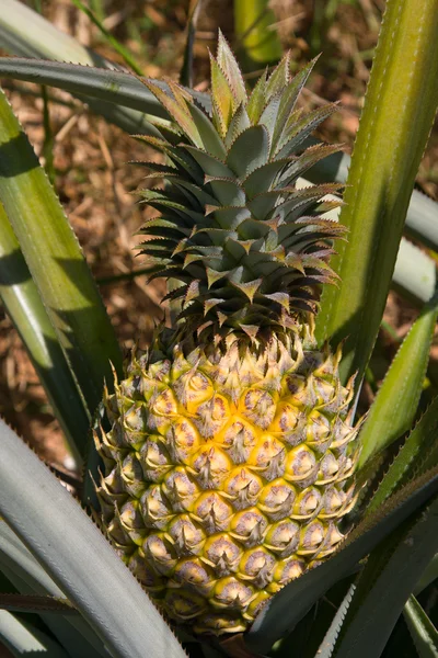 Pianta di ananas — Foto Stock